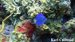 blue tang