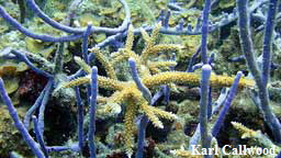 corals