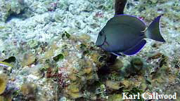 grey tang
