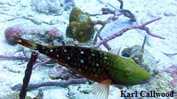 parrotfish1