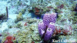 purplesponge