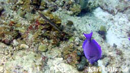 purpletang