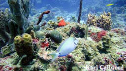 purpletang3