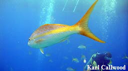sunfish