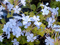 tortola-flowers-s